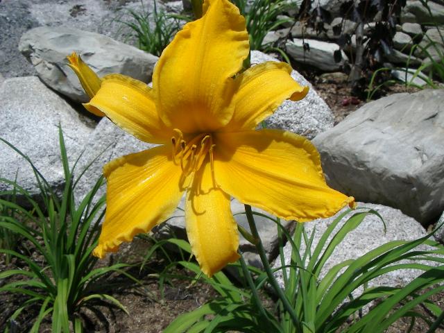 Jersey Spider | Harbour Breezes Daylilies and Japanese Iris at